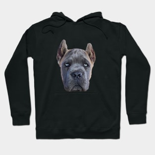 Cane Corso Puppy Dog Fawn Formentino Hoodie